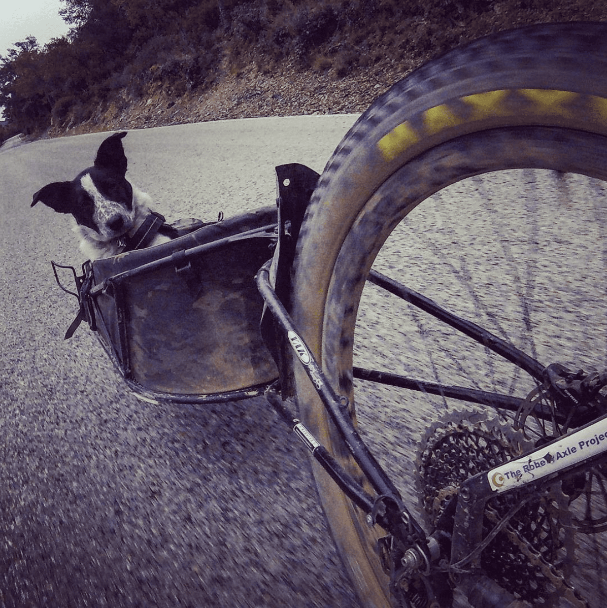 dog riding in trail behind wheel of bike