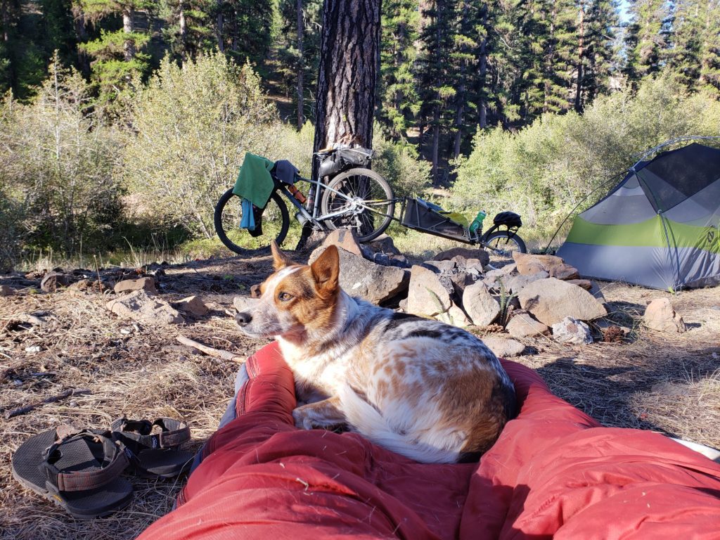 At camp while bikepacking with a dog